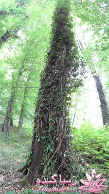 .:آلبوم عکسهای خودگرفته ما:.