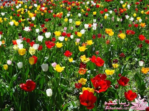 مسابقه عکاسی زیباکده ای مورد حمایت فروشگاه پانوراما**ویژه دریافت عکس**