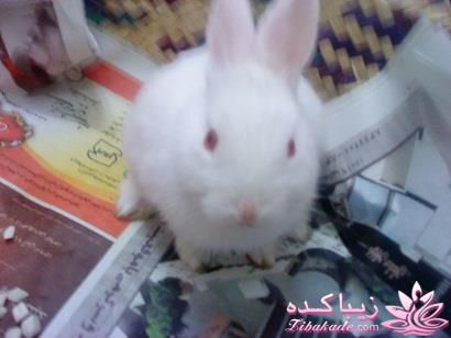 نظرتون راجع به سگ خونگی چیه؟