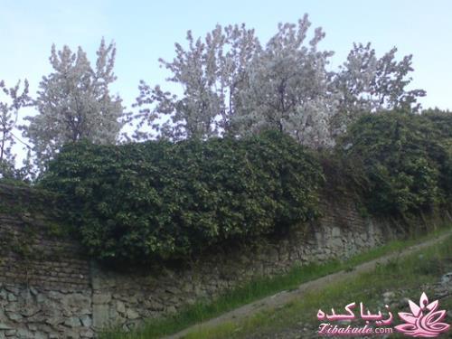 عکـــــــــــــــــس های گرفته شده در سفـــــــر