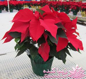 گیاهان آپارتمانی 