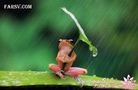 قاطی پاطی..........تاتی تاتی