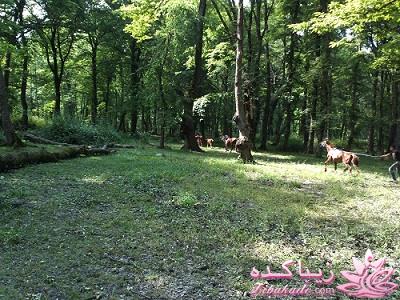 عکـــــــــــــــــس های گرفته شده در سفـــــــر