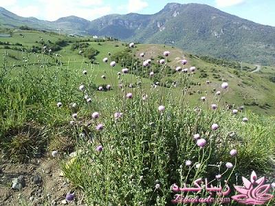 عکـــــــــــــــــس های گرفته شده در سفـــــــر