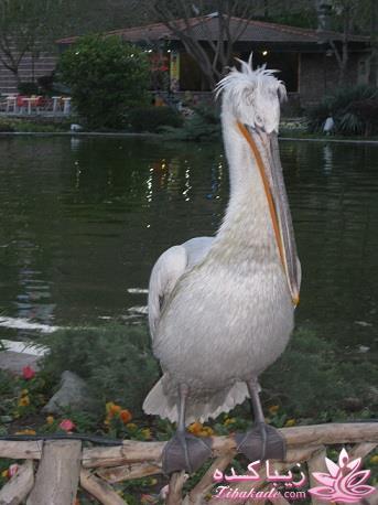 .:آلبوم عکسهای خودگرفته ما:.