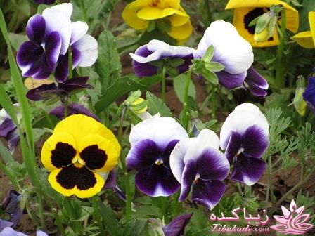 .:آلبوم عکسهای خودگرفته ما:.