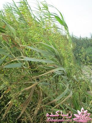 عکـــــــــــــــــس های گرفته شده در سفـــــــر