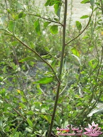 عکـــــــــــــــــس های گرفته شده در سفـــــــر