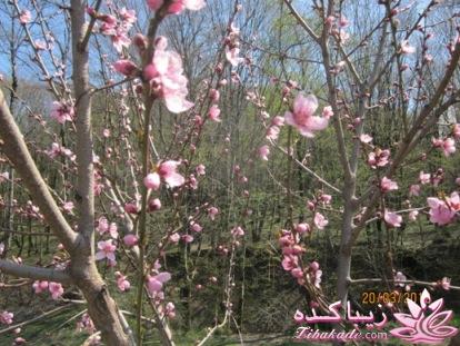 عکـــــــــــــــــس های گرفته شده در سفـــــــر