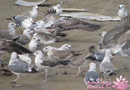 .:آلبوم عکسهای خودگرفته ما:.