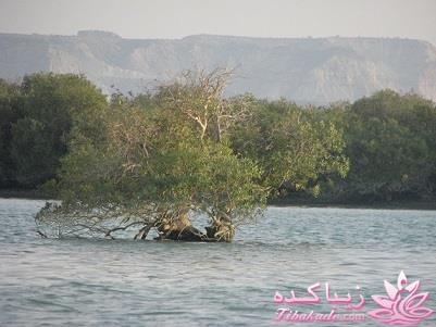 .:آلبوم عکسهای خودگرفته ما:.