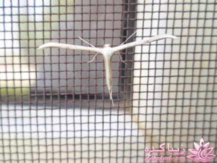 .:آلبوم عکسهای خودگرفته ما:.