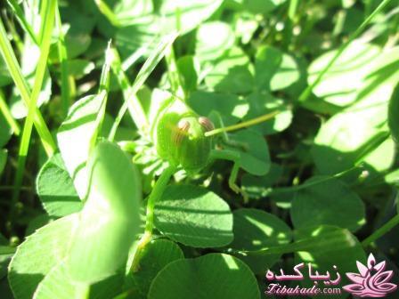 .:آلبوم عکسهای خودگرفته ما:.