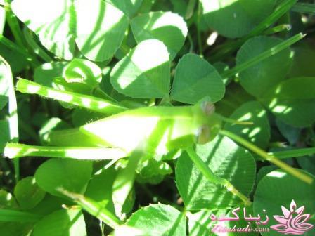 .:آلبوم عکسهای خودگرفته ما:.