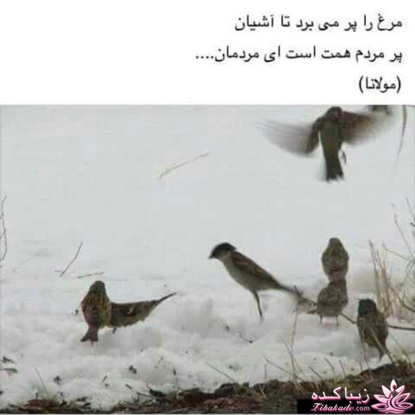 ☼ عکــــس نوشته ☼