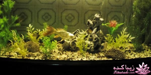 حیوانات خانگی