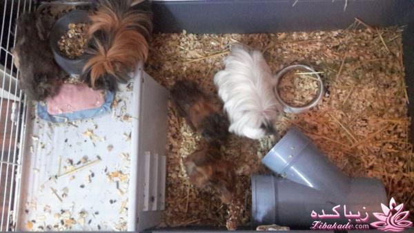 حیوانات خانگی