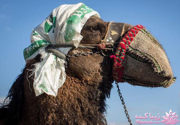 اینـــــا (خانم ها) وووووووو اونـــــــا (آقایون) ------"شوخی و خنده"