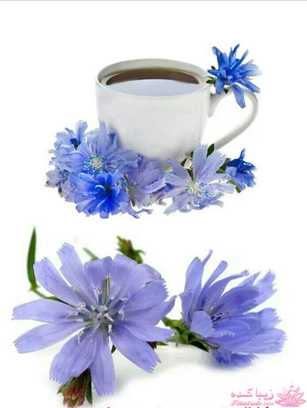 انواع دمنوش و خواص آنها