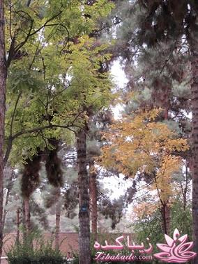 .:آلبوم عکسهای خودگرفته ما:.