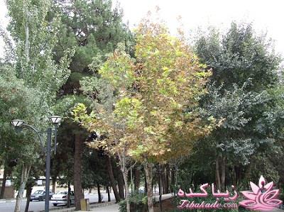 .:آلبوم عکسهای خودگرفته ما:.