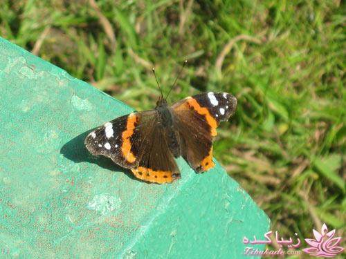 .:آلبوم عکسهای خودگرفته ما:.