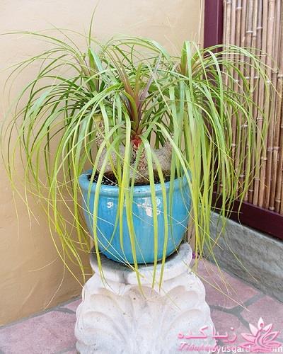 گیاهان آپارتمانی