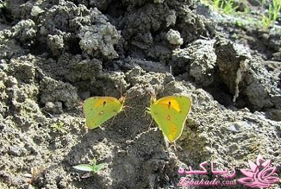 مسابقه عکاسی زیباکده ای مورد حمایت فروشگاه پانوراما**ویژه دریافت عکس**