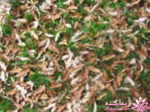 .:آلبوم عکسهای خودگرفته ما:.