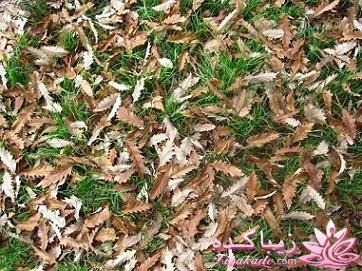 .:آلبوم عکسهای خودگرفته ما:.