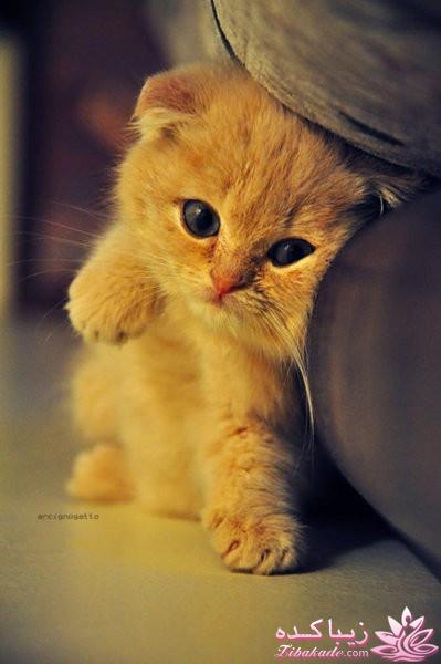 رنگ مو، آموزش ترکیب رنگ مو