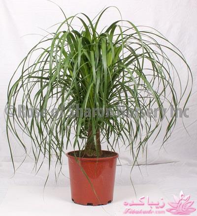 گیاهان آپارتمانی