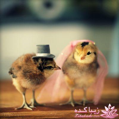 هر چی دلت خواست