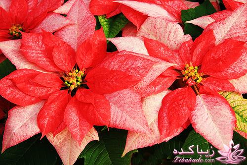 گیاهان آپارتمانی 