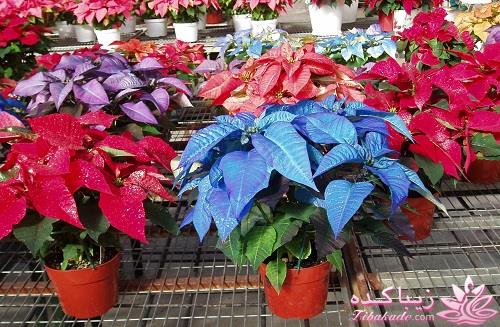 گیاهان آپارتمانی 