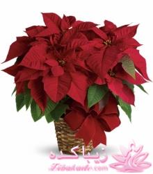 گیاهان آپارتمانی 