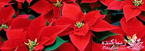 گیاهان آپارتمانی 