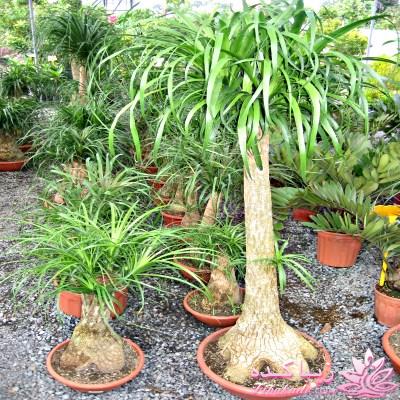 گیاهان آپارتمانی