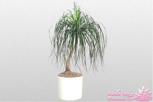 گیاهان آپارتمانی