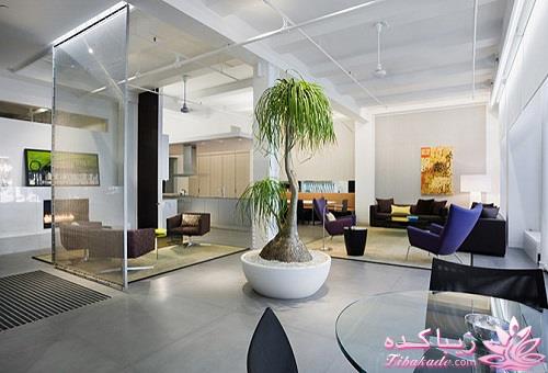 گیاهان آپارتمانی