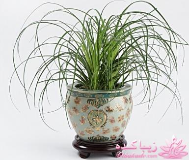 گیاهان آپارتمانی