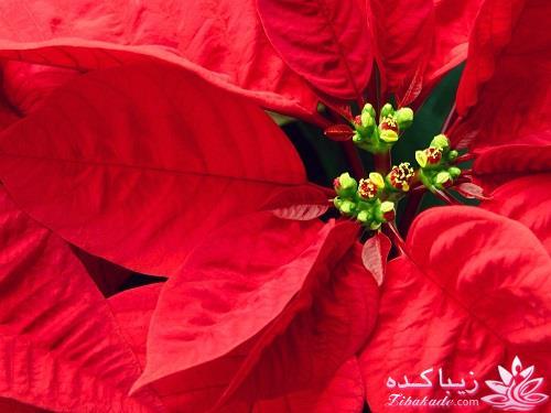 گیاهان آپارتمانی 