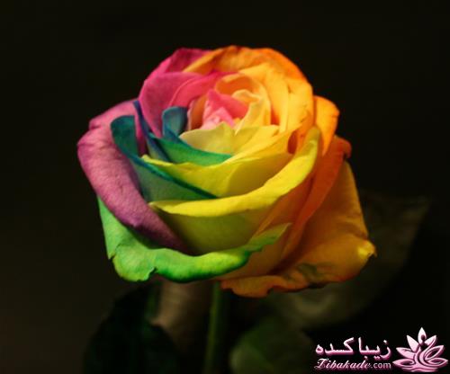 رز رنگین کمان