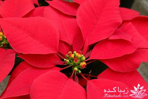 گیاهان آپارتمانی 