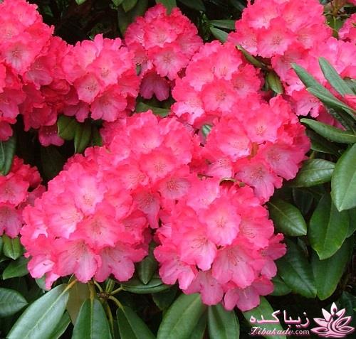 گیاهان آپارتمانی 