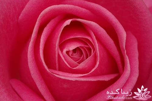 فواید فراوان گل رز برای زیبایی