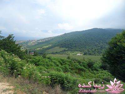 .:آلبوم عکسهای خودگرفته ما:.