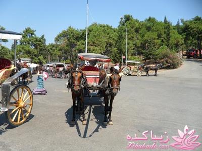 .:آلبوم عکسهای خودگرفته ما:.