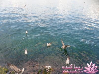 .:آلبوم عکسهای خودگرفته ما:.