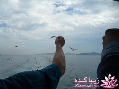 .:آلبوم عکسهای خودگرفته ما:.